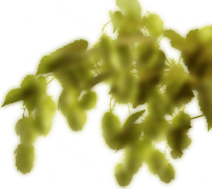 hop-right-back-min.png